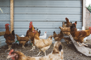 controlling internal parasites in chickens